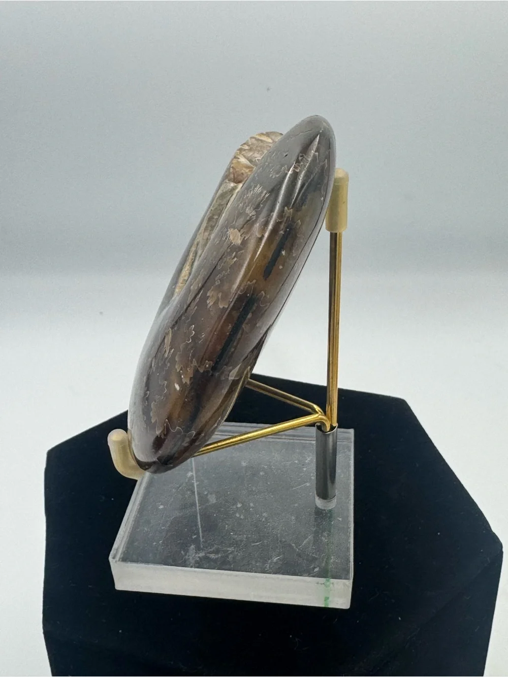 Ammonite Fossil Specimen (Madagascar)